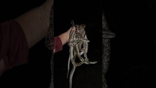 Collecting Pythons In The Florida Everglades Animalsevergladesviralsnakecrazy