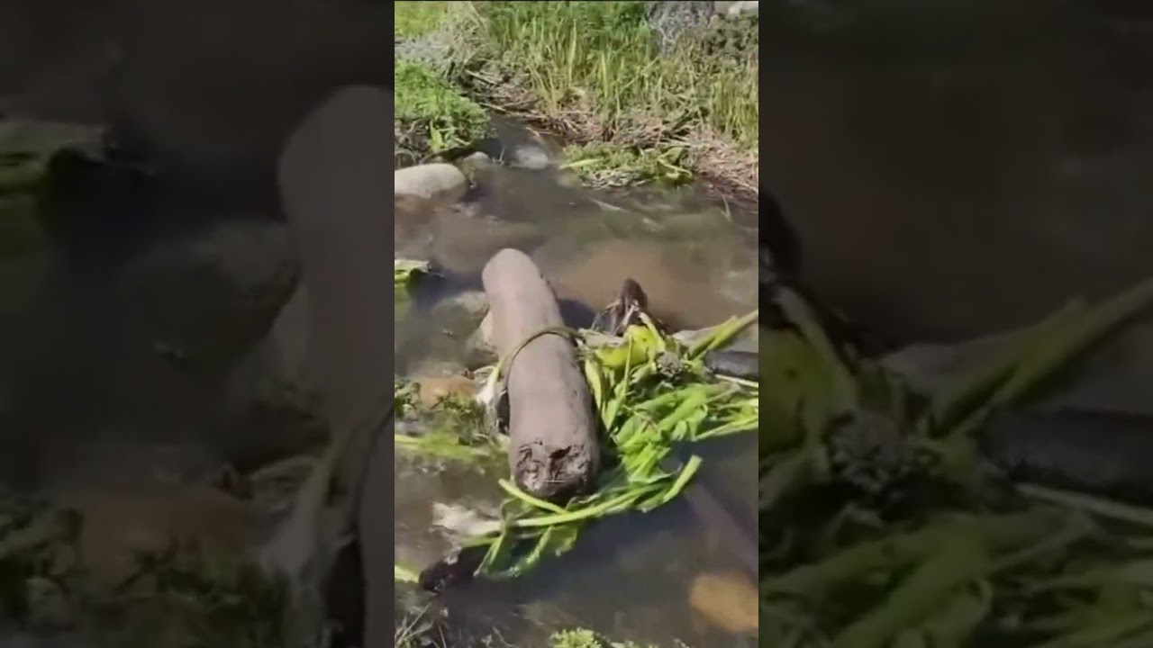 Big Sur's famous calla lily flowers found cut down