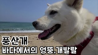 풍산개 바닷가에 풀어줬더니... What happened when Poongsan dogs went to the beach?