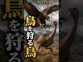 鳥を狩る鳥。モアを襲った史上最大級のワシ #絶滅動物 #古代生物 #雑学