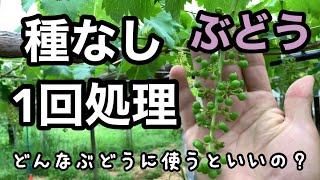 ぶどう種なし1回処理法 林ぶどう園 2021-5-22