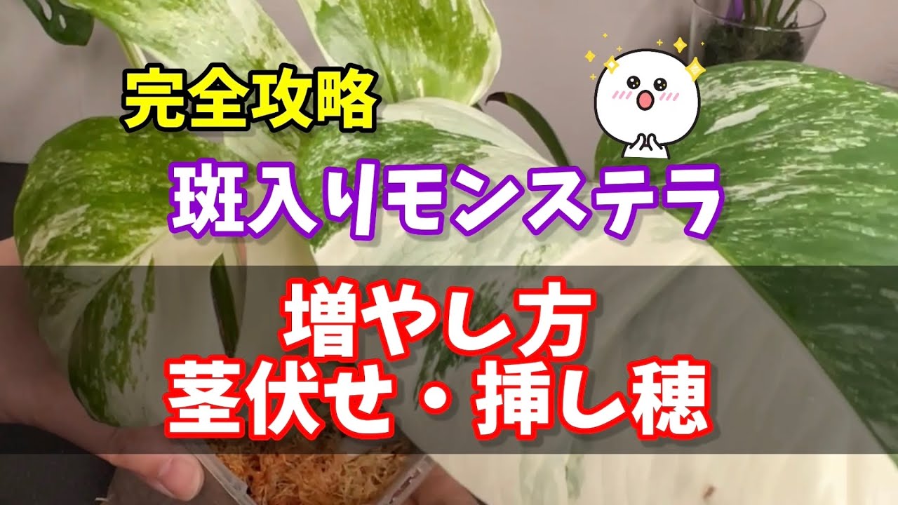 【観葉植物】モンステラの増やし方・茎伏せ #観葉植物 #houseplants #モンステラ #monstera #斑入り