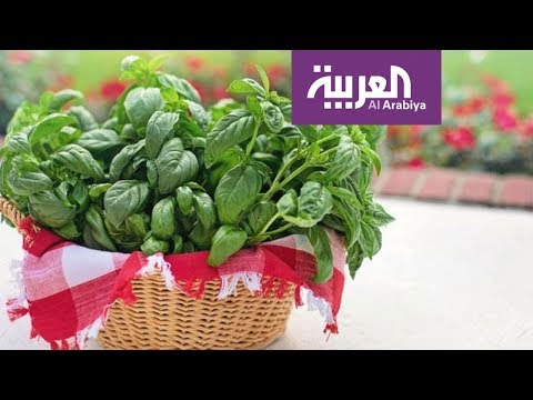 فيديو: استخدامات الريحان المثيرة للاهتمام: تعرف على الطرق غير التقليدية لاستخدام الريحان