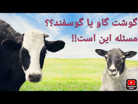 تصویری: گوشت گاو یا برادی چیست؟