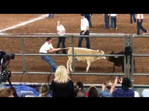 Calf Scramble Houston Rodeo March 3rd 2020