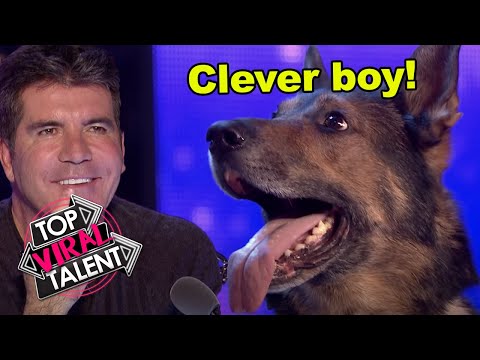 INCREDIBLE DOG AUDITIONS ON GOT TALENT