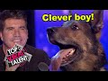 INCREDIBLE DOG AUDITIONS ON GOT TALENT