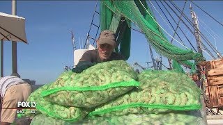 Where to get shrimp in Tampa, right off the boat