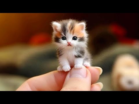 Funny cats here! 😊 10 Minutes of adorable Kittens for a good mood!