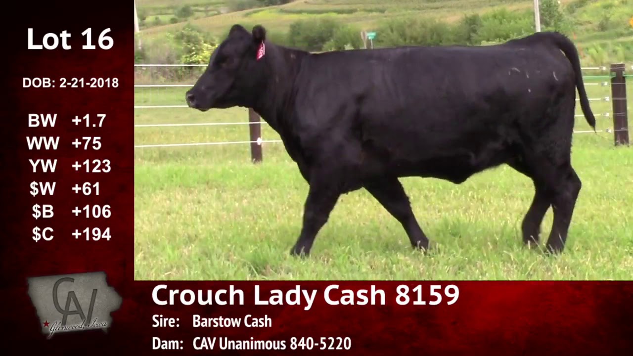 angus tasty Crouch Angus Valley Lot 16