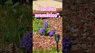 El aroma primaveral que transforma tu jardín”.