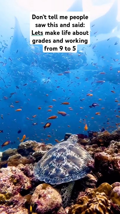 nothing-is-more-beautiful-than-oceanlife-oceanlife-seasnake