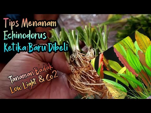 Video: Daun Hati Echinodorus Yang Luar Biasa