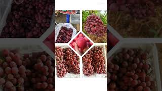 Fresh grapes, apples and other fruits.Please contact with me: Whatsapp Number: +86 15324289432