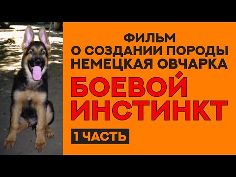 История создания породы Немецкая Овчарка. Фильм "Боевой Инстинкт". 1 часть. German Shepherd History.