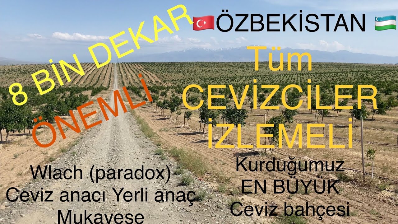 🇹🇷ÖZBEKİSTAN🇺🇿 8 BİN DEKAR CEVİZ BAHÇESİ ( wlach ve yerlianaç ) 21 DEKAR HAVUZ. Ceviz Adam Ahmet