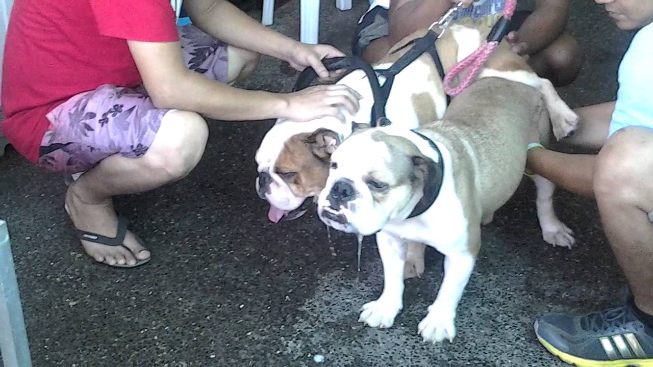 Breeding English Bulldogs ( HQ) YouTube