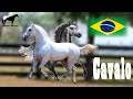 El caballo pantaneiro razas desconocidas de brasil del cerro soy