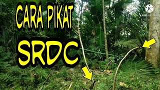 cara pikat srdc(sikatan rimba dada coklat)terbaru dan tergampang