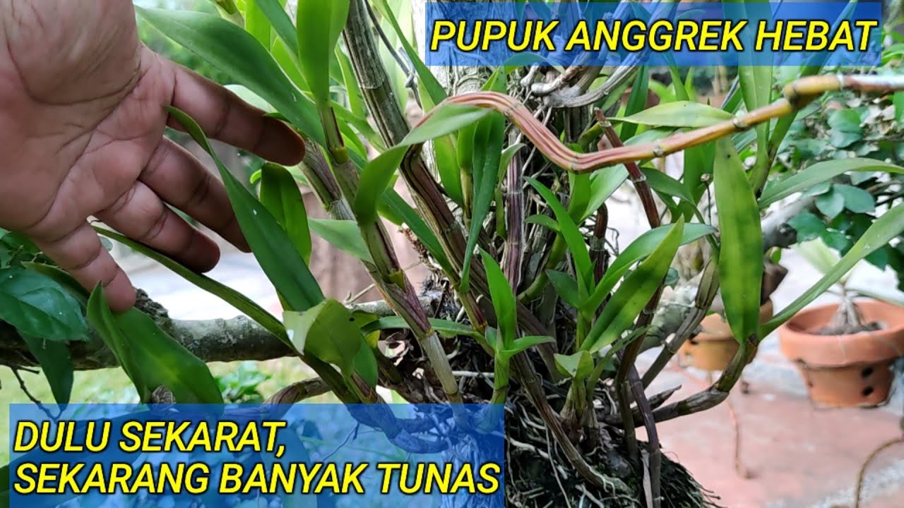 PUPUK ANGGREK MURAH, JADI BANYAK TUNAS & AKAR SEHAT.