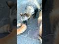 猫パンチを食らうたぬき⑮ たぬき、猫のしっぽをカプッ♪