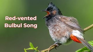 Redvented Bulbul Song ! Redvented Bulbul Call ! Redvented Bulbul Sound! Redvented Bulbul Vocals