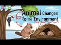 Animal Habitats and Environmental Impact
