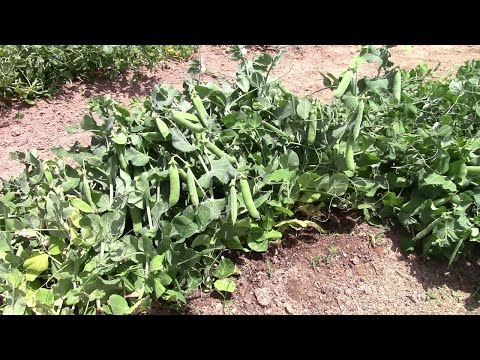 Video: Pea ‘Thomas Laxton’ Pflanzen: Anbau von Thomas Laxton Erbsen im Garten