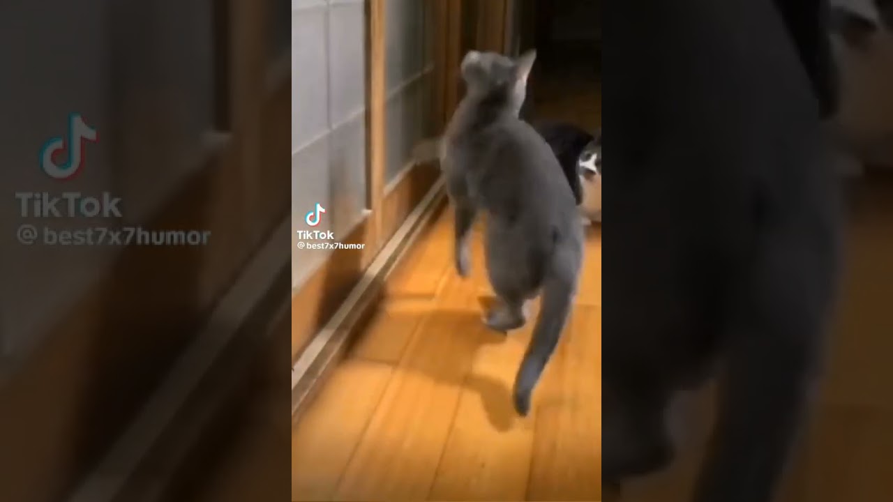 когда хозяин не даёт корм