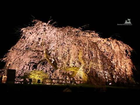 弘前さくらまつり「夜桜」 - 御滝桜 - 0621A