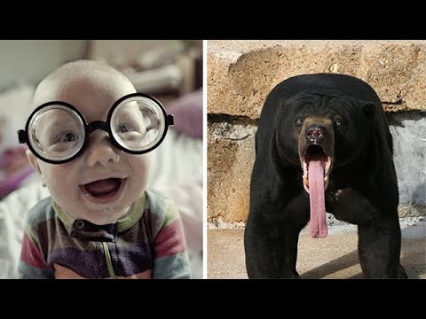 Веселое видео с детьми и животными #3 - Funny and Fails baby video with animals #3