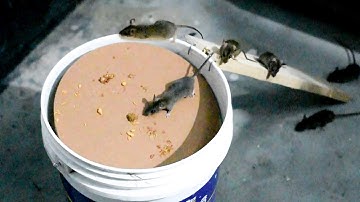 DIY Mouse Trap | Homemade Mouse Trap | Rat Trap Bucket