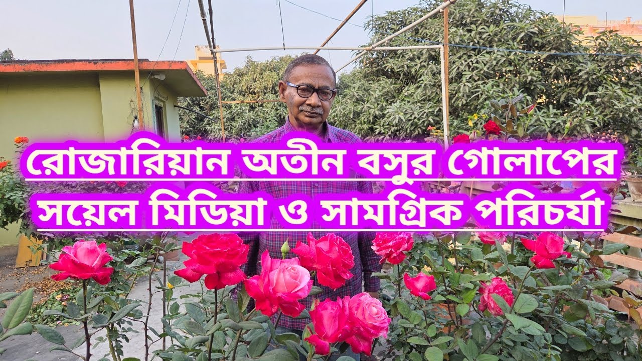 রোজারিয়ান অতীন বসুর গোলাপের সয়েল মিডিয়া ও সামগ্রিক পরিচর্যা|Rose Care Of Famous Rosarian Atin Basu||
