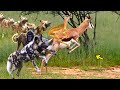 Wild Dogs hunting newborn Impala, Mother Impala sacrificing herself to save her baby