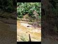 Fast-Paced Wild Boar Chase #wildlife #hunting #chasse
