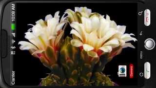 Blooming Flower Cactus Bud Deluxe 3D Personalization for Android [PiedLove] screenshot 1