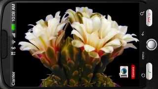 Blooming Flower Cactus Bud Deluxe 3D Personalization for Android [PiedLove] screenshot 2