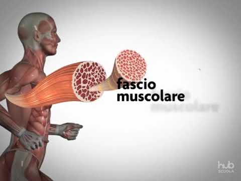 Video: Durante la contrazione muscolare quale(i) componente(i) del sarcomero si accorcia)?