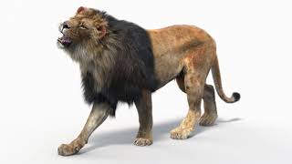 Animated Lion 3D Model with Fur | PROmax3D screenshot 5