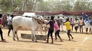 శివరాత్రి రోజున ప్రకాశం జిల్లాల, కంభంలో ఎద్దుల పందాలు#shivaratri #festival #viral #subscribe