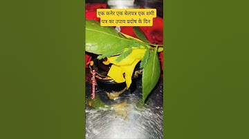 प्रदोष का उपाय 1 बेलपत्र 1 शमीपत्र 1 कनेर का पुष्प #sabmangalhoga  #pradeepmishrajidhankeupay