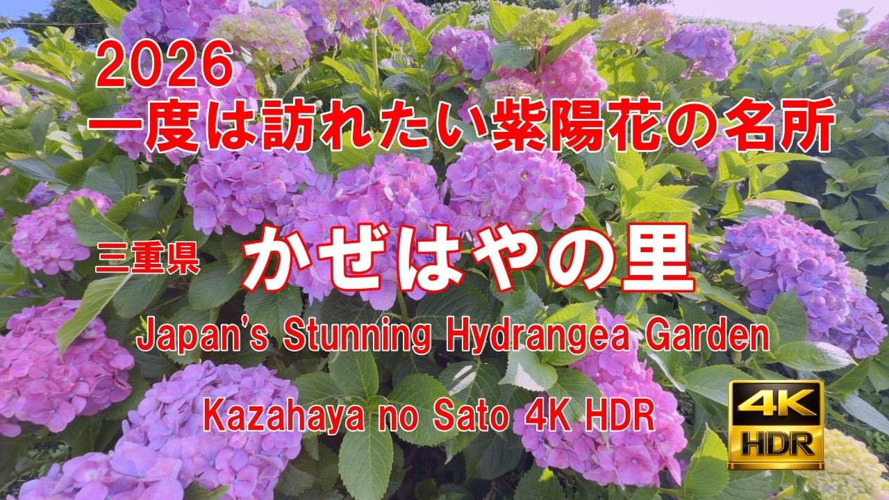 2026 一度は訪れたい紫陽花の名所 三重県 かざはやの里 | Japan's