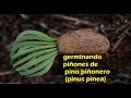 germinando piñones de pino piñonero (pinus pinea)