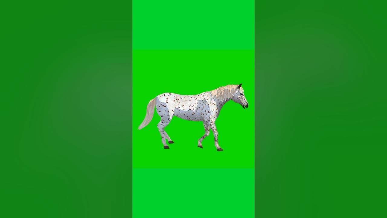 Horse Green Screen Horse Walking Green Screen horse greenscreen 