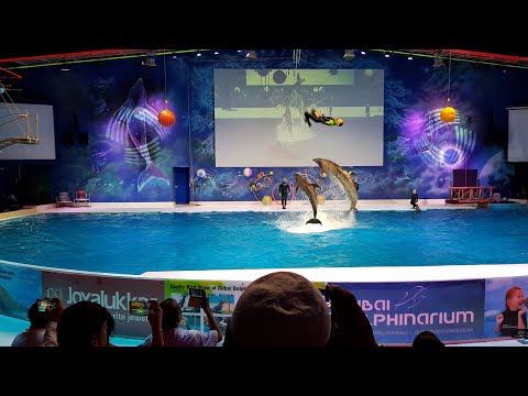 Dolphin and seal show at Dubai Dolphinarium