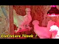 Sultanlara Tünek Yaptım!-/Pubg Oynadım!#Kümes#Tavuk#horoz#civciv#hindi