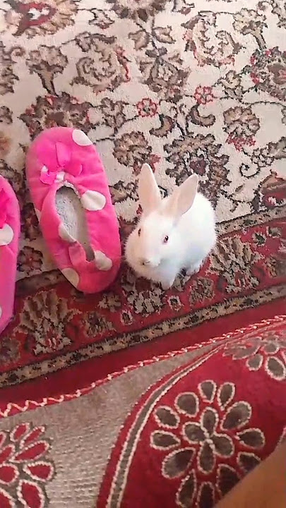 🧿 #susashvlogs #fyp #foryou #foryoupage #song #trending #trendingshorts #status #statusvideo