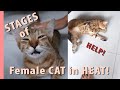 STAGES of a female cat in HEAT!
