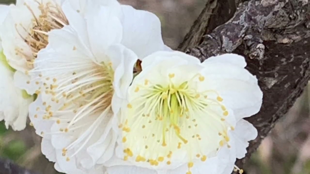 白梅の花言葉 気品 上品 癒しの花と音楽 Youtube