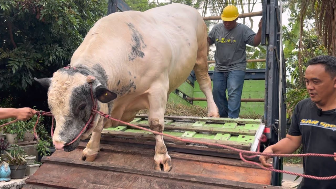 УНИКАЛЬНАЯ БЕЛЬГИЙСКАЯ ГИГАНТСКАЯ КОРОВА СХОДИТ С ГРУЗОВИКА КП ‼️🔥🔥🔥